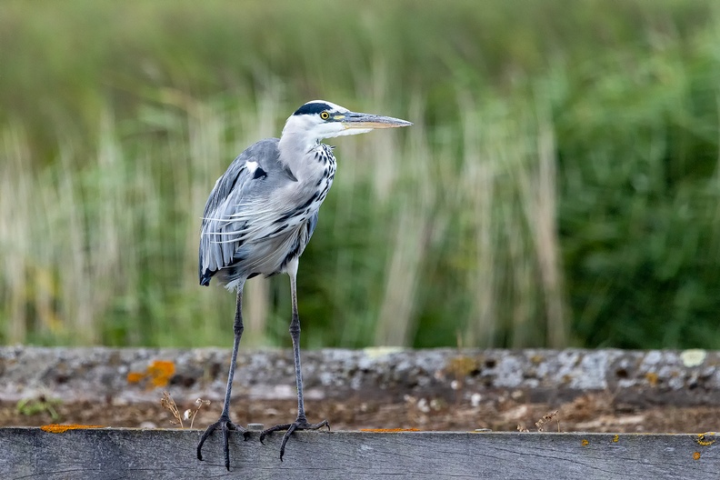 A heron in the field