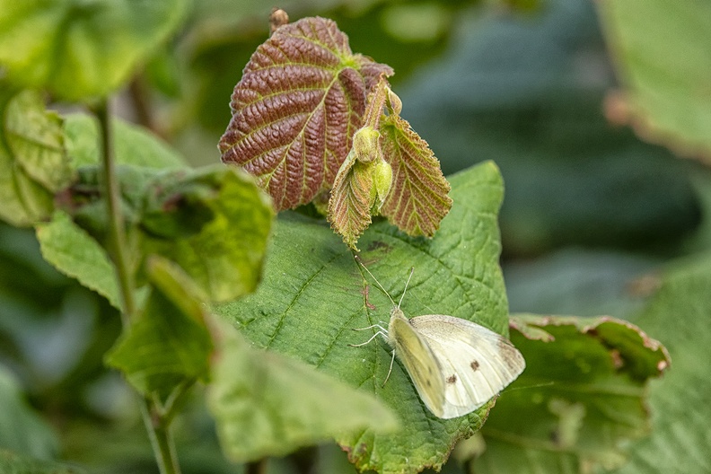A butterfly in my garden