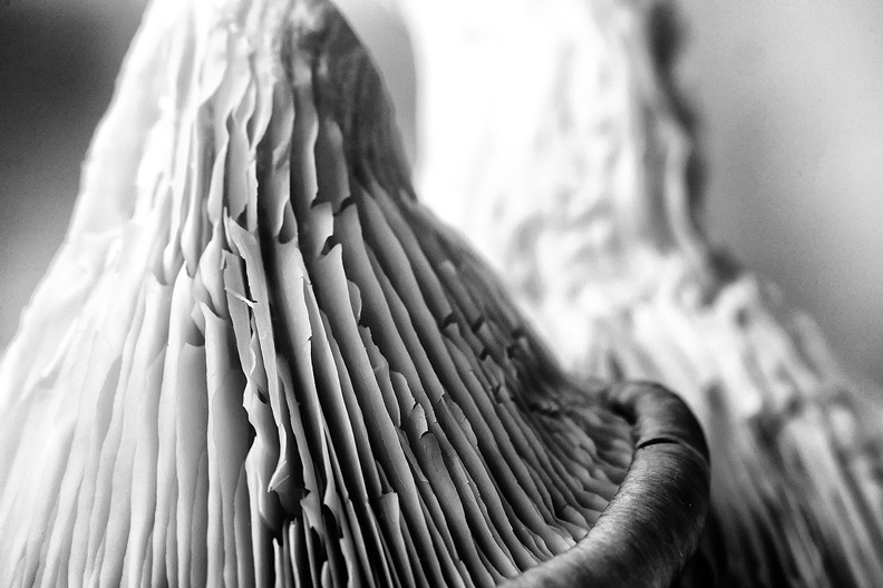 Oyster mushrooms. On the menu tonight