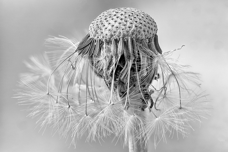 An old dandelion, picked from my garden