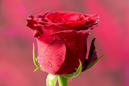 Aug 31 - This rose will never die IV