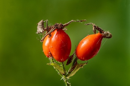 Sep 03 - Rose hips