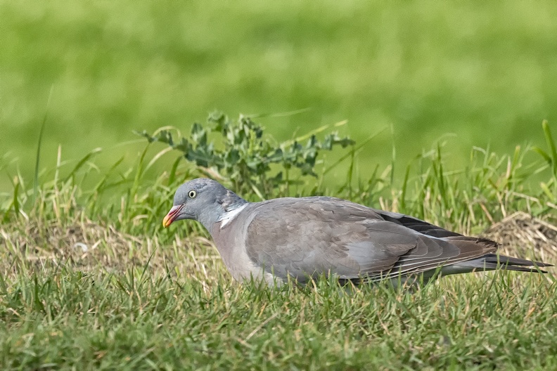 A pigeon in the field