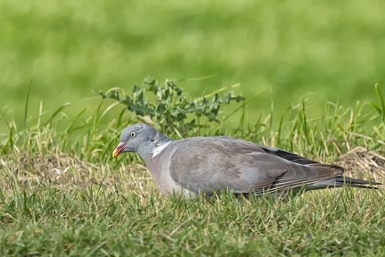 Sep 04 - In the grass