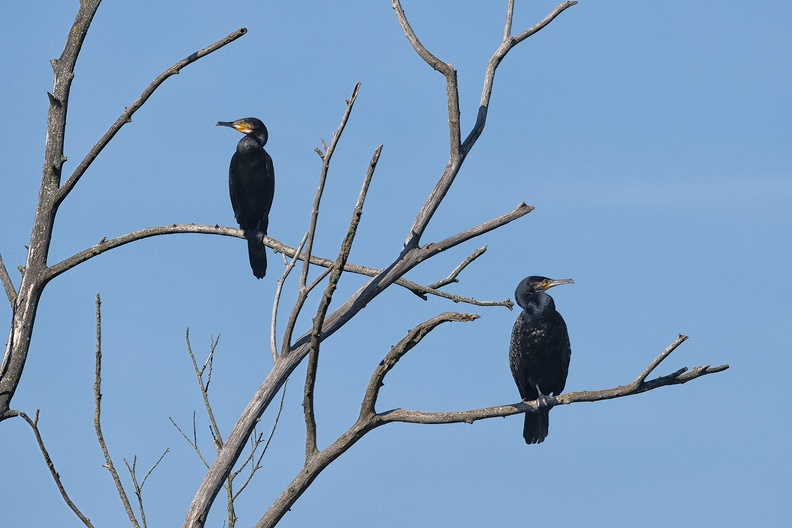 Two cormorants in a tree