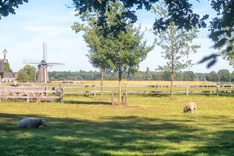 Sheep and mill on a sunny Sunday morning
