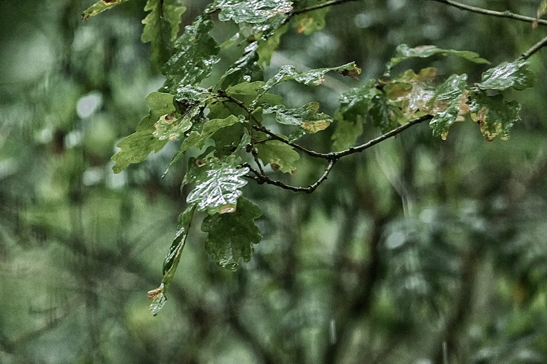 A whole day with rain. Not a good time to go out