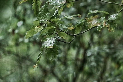 Sep 09 - Wet leaves