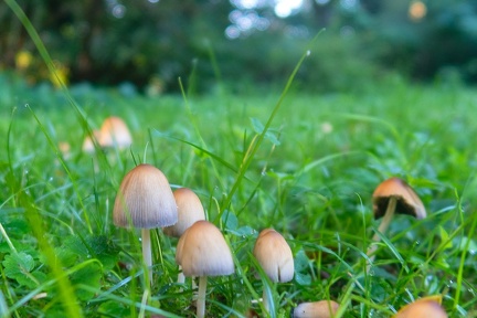 Sep 12 - Mushrooms