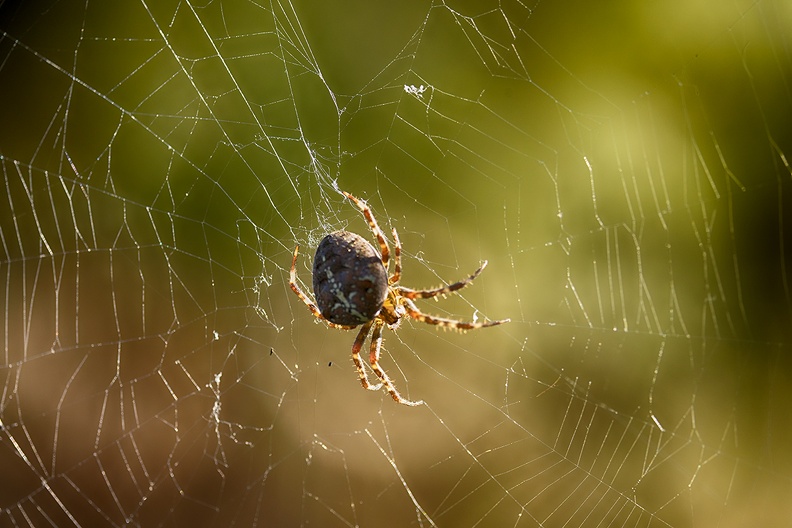 One of the many spiders in my garden