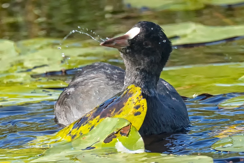 A coot busy with water lily leaves