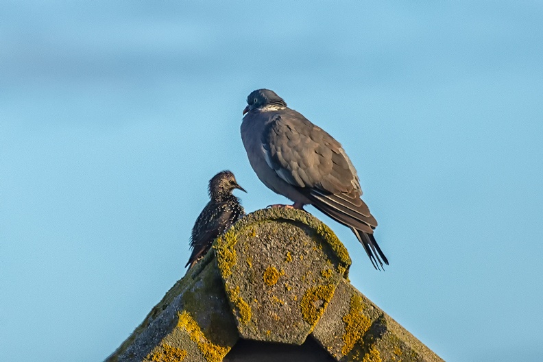 A pigeon and a starling on a roof