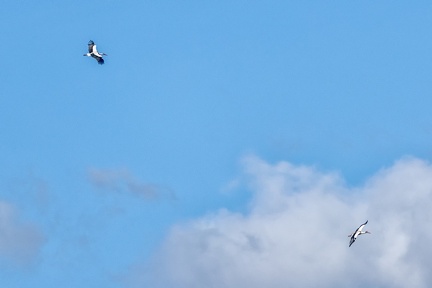 Sep 24 - Storks