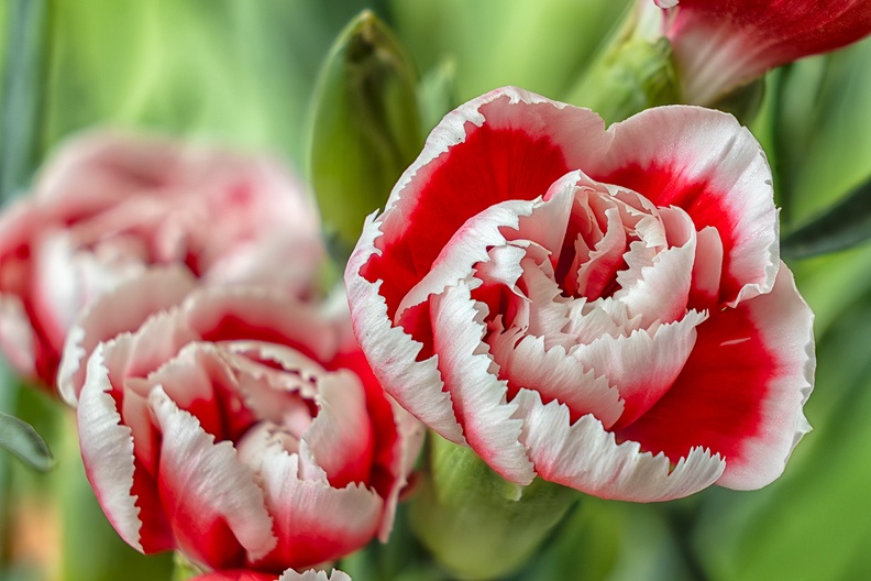 Flowers in the house