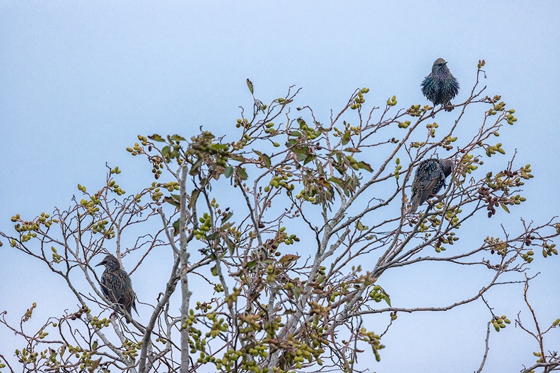 Starlings in the morning