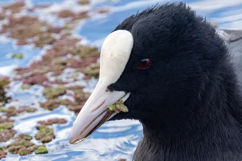 Portrait of a coot