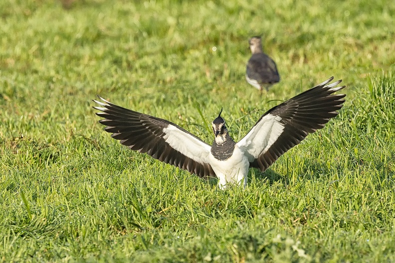 A peewit in the field