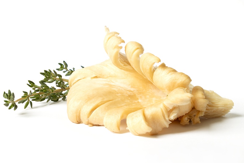 An oyster mushroom with a piece of thyme