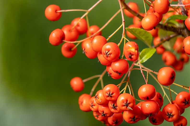 The berries of a firethorn, picked from my windy and wet garden