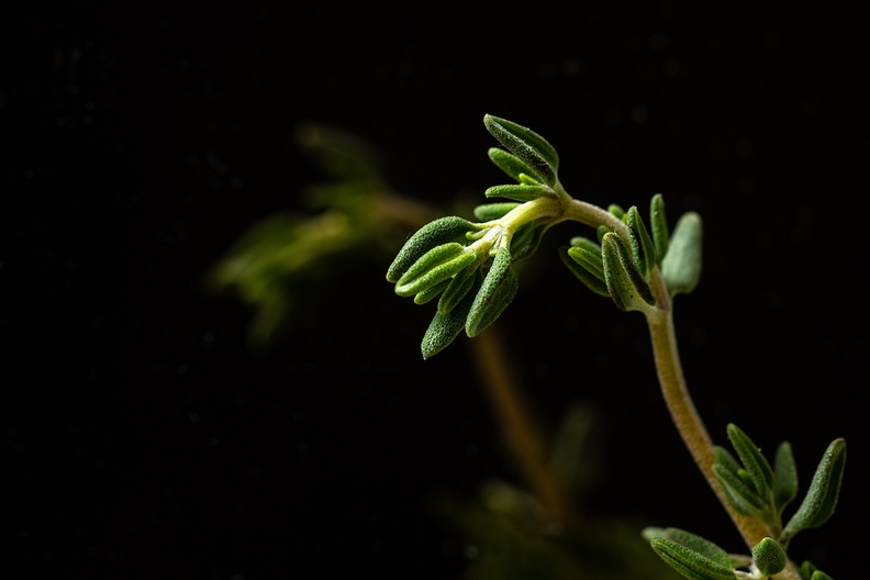Thyme with reflection in a dark mirror