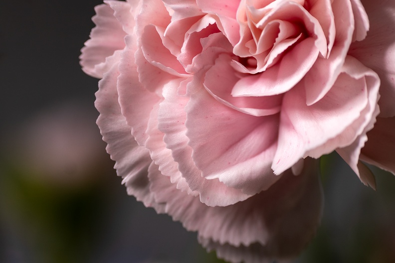 One of the dianthus in the house
