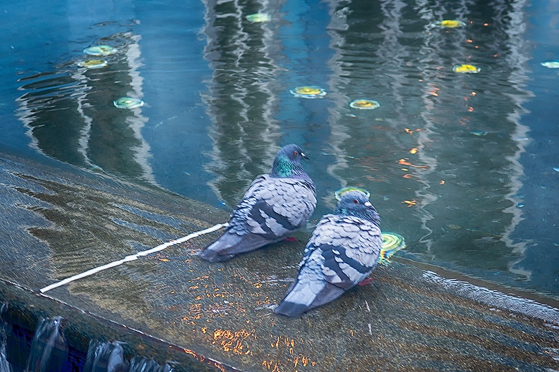 Two pigeons enjoying the water in the early morning