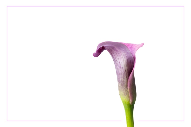 A flower in the house