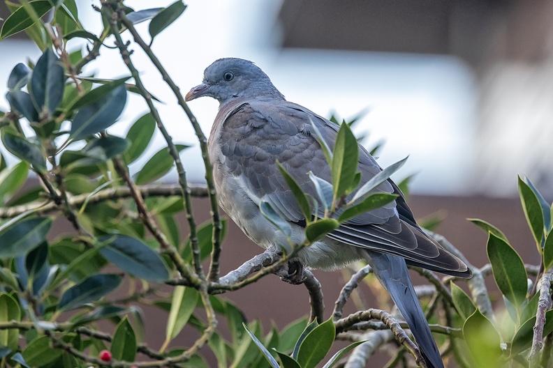 A pigeon in my holly tree. They're eating all the berries, so probably nothing left around Christmas.