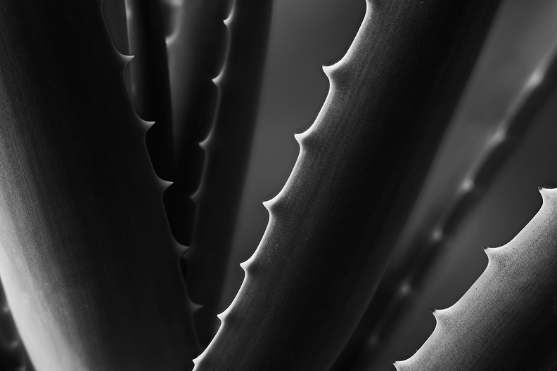 Detail of an Aloe Vera