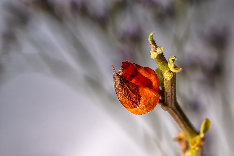 A detail of an old bouquet