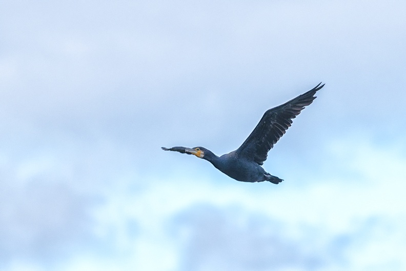 A cormorant on a stormy day