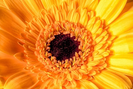 Oct 27 - Shades of yellow