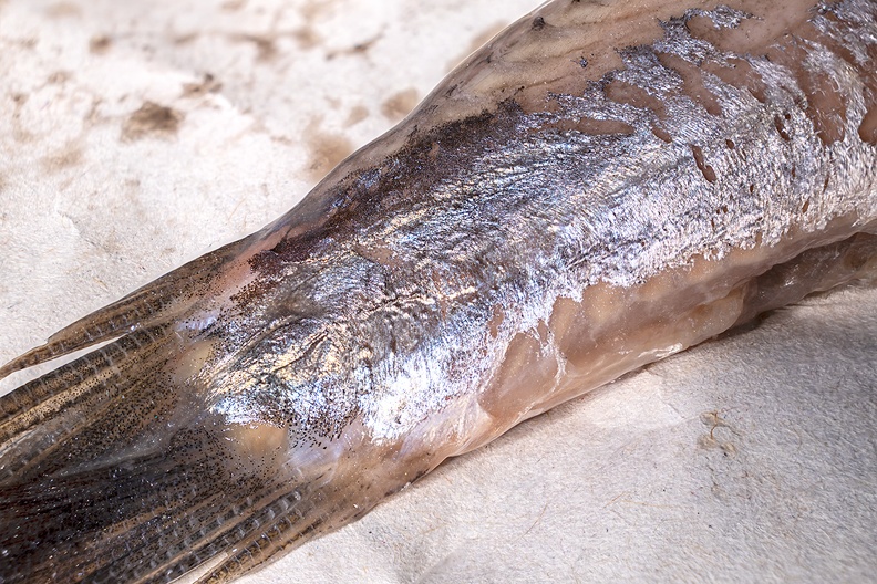 The tail of a salted herring