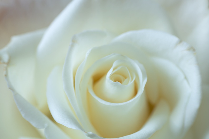 One of the white roses in the house