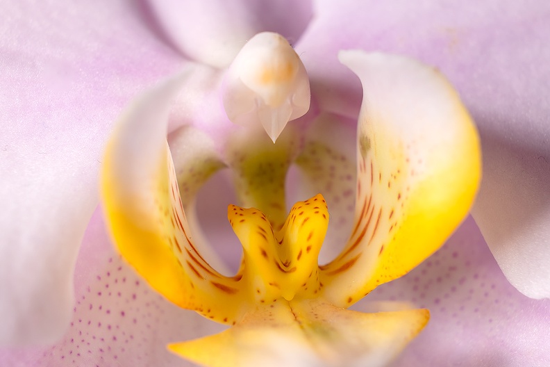 An old blooming orchid in the house