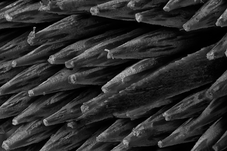 One toothpick among cocktail sticks