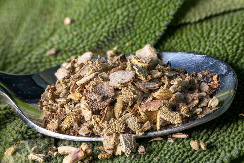 Fresh and dried salvia leafs