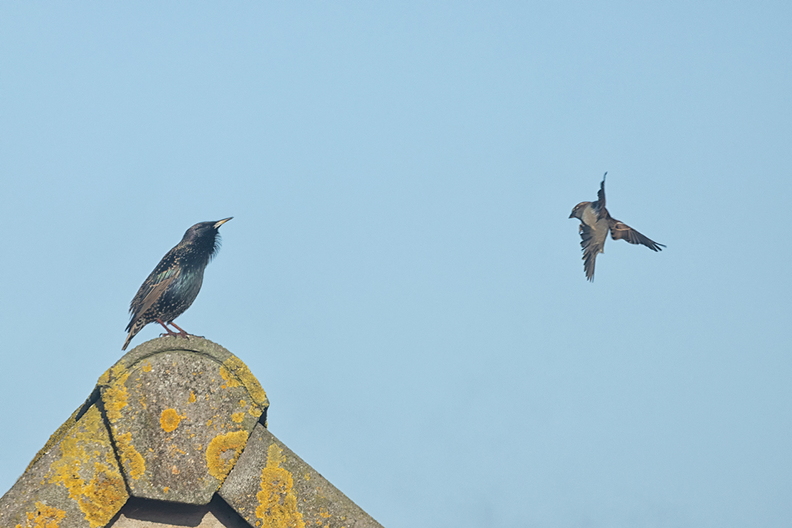 A starling and a sparrow, going to land on the same roof