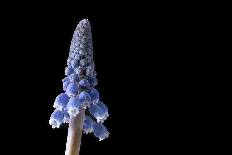 The grape hyacinths in the house are starting to bloom