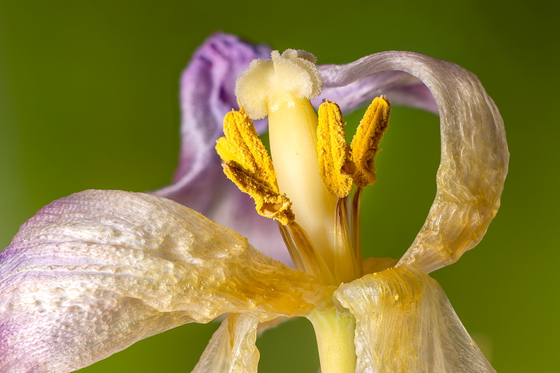 Detail of an old tulip