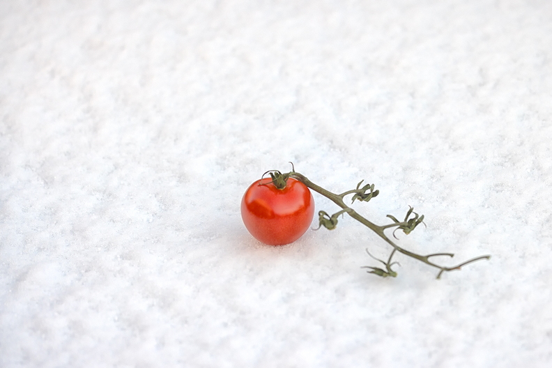 A tomato on melting snow on my garden table. The first white day of the year (at least in my part of the country)