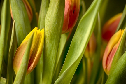 Jan 06 - Spring feeling