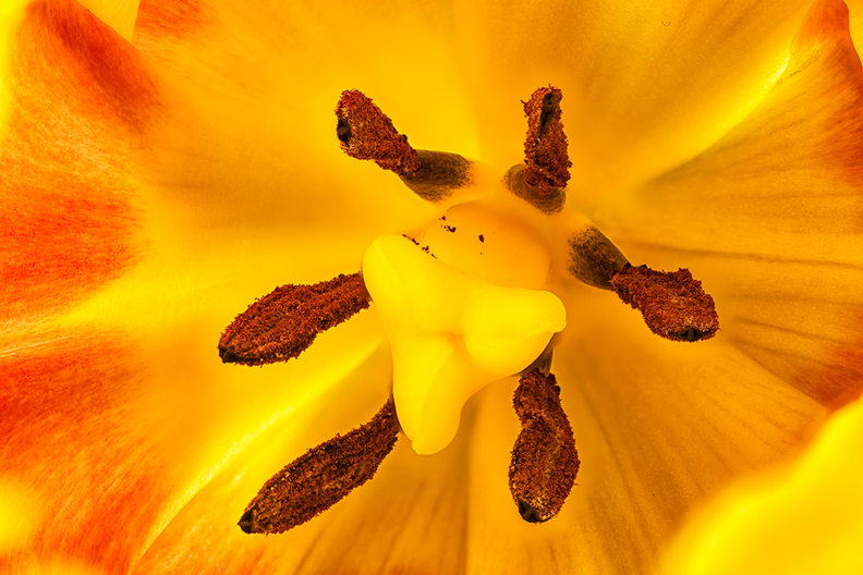 The heart of a tulip