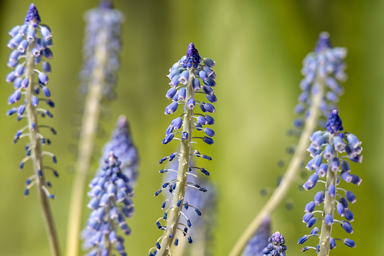 The blue grape hyacinths in the house have almost finished blooming.