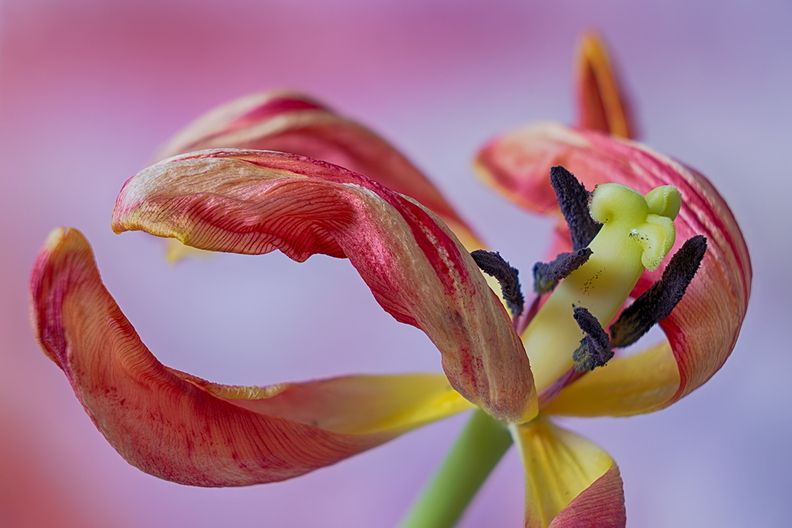 It's time to say goodbye to this old tulip