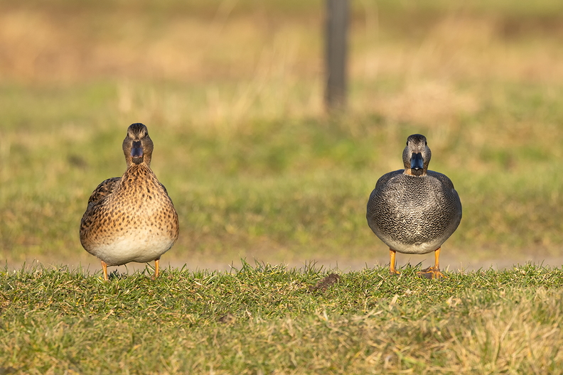 Two ducks on a cold, but sunny morning