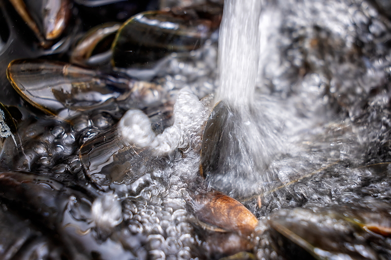 Cleaning mussels for a delicious meal