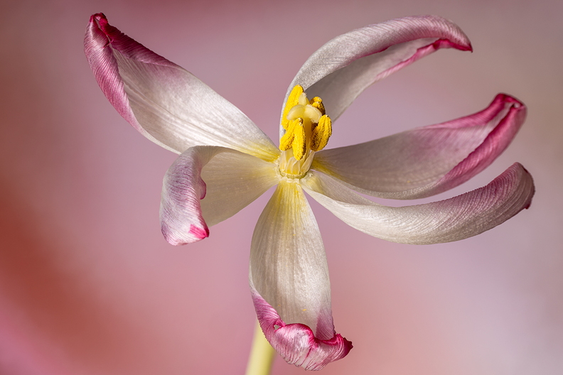 A tulip, almost gone