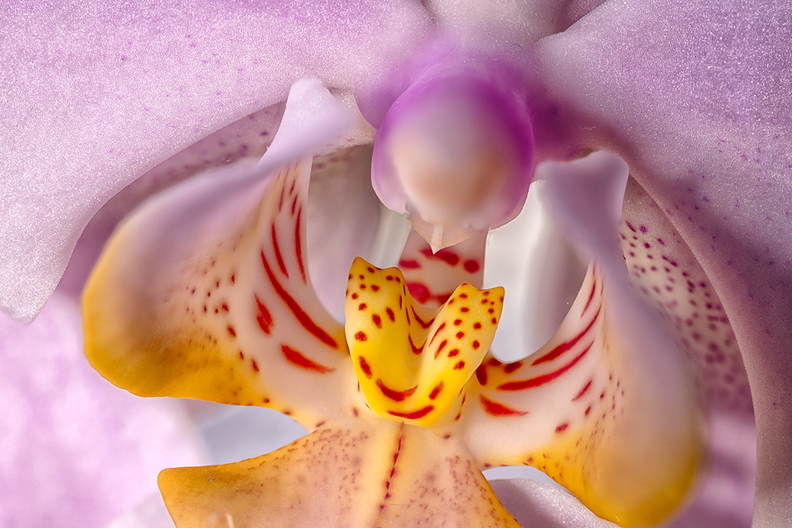 Detail of an orchid in the house