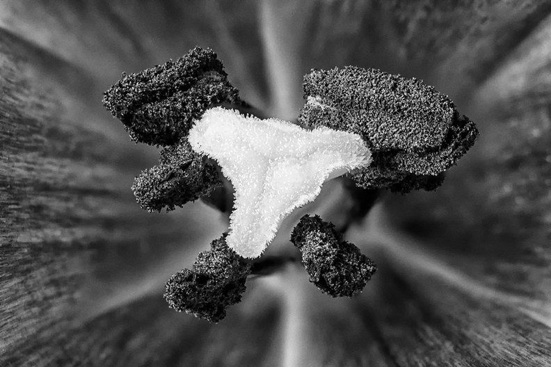 The inside of a tulip in B&W